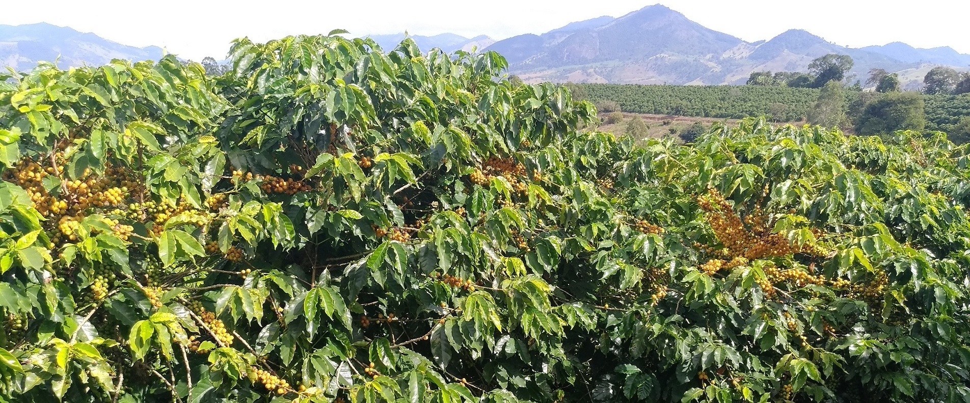 Cafezal da Fazenda Ferrer com as montanhas ao fundo
